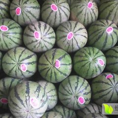 靖远高湾王秉铕6月硒砂瓜西瓜