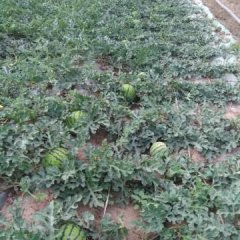 凌海西瓜何去何从,右卫老陈诚信合作