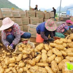 2016昌黎土豆 中薯五号3两以上四毛