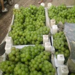 永年张西范红强7月藤稔葡萄