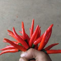 2016武鸣新鲜小米椒无病菌个大个真