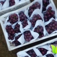 柏乡葡萄价格适宜,柏乡柏乡人诚信合作