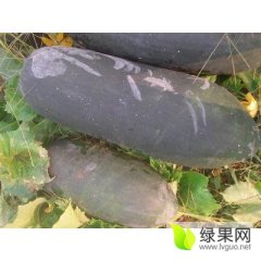 肥东冬瓜价格适宜, 大量黑皮冬瓜批发