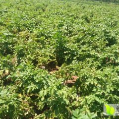 土豆初步定价0.3元