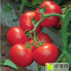 喀喇沁旗李海清硬果大红西红柿