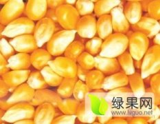 枣阳玉米著名品牌,湖北黄经理诚信合作