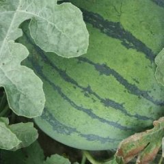 凌海右卫孙佳宇6月甜王系列西瓜