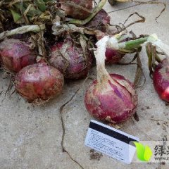 山东滕州紫皮洋葱口感爽口