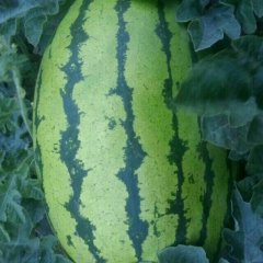 靖远西瓜营养丰富砂梁杨玉萍诚信合作