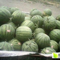 陕西大荔京欣西瓜名扬天下