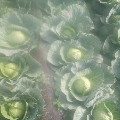 2016澄城甘蓝现在订货有惊喜