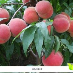 尉氏庄头张新义6月沙红桃蜜桃