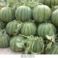 2016尉氏西瓜价格波动不大
