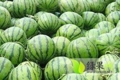 辽宁凌海陆地西瓜大量上市2016