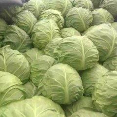 安定长期供应甘蓝颜色好看， 个头大小均匀