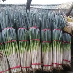 安丘大葱火热上市,白芬马万宗诚信合作