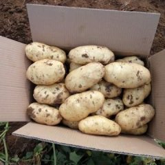 2016肥城土豆再不来就没机会了！