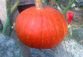 辽宁凌海黄金二号南瓜聚焦市场