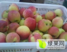 2016陕西大荔花冠苹果价格