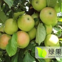 陕西红富士苹果产地批发价格
