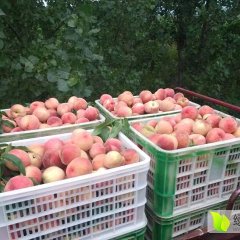 莒南仓方早生大量上市,全红