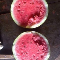 新疆，吐鲁番金城5号 大量上市宋延松