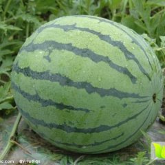 凌海右卫李金碧6月京欣西瓜