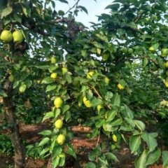 蒲城龙阳王涛6月早酥梨