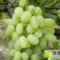 饶阳王岗李韦光6月维多利亚葡萄
