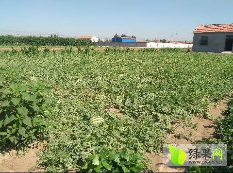 西农八号价格