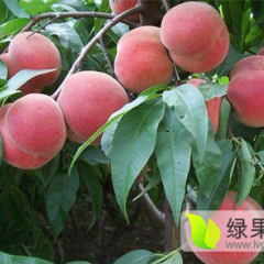 乐亭春辉货站大量黄油桃即将上市