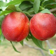 河北乐亭黄油油桃价格行情平稳