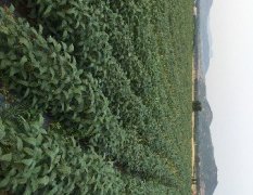 山东长清合作社种植优质毛豆200余亩