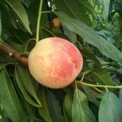 山西临猗沙红蜜桃上货量大