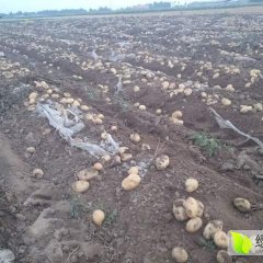 河北博野荷兰十五土豆火热上市
