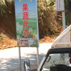 福建政和石屯镇各种玉米，长豆角，毛芋，甘蔗