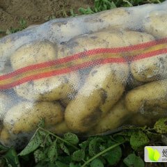 定兴固城史先生6月荷兰十五土豆