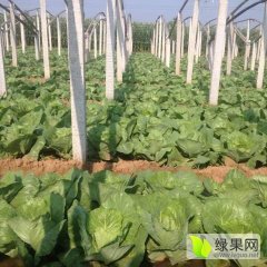 山东青州中甘11号甘蓝聚焦市场