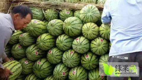 2016年宁夏中宁金城5号价格