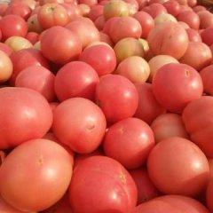 汝州西红柿名扬天下,纸坊于远航诚信合作