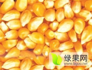 诚信求购大量:玉米大小麦青饼次粉菜粕黄饼