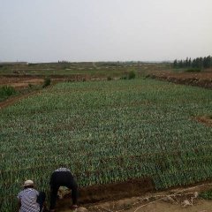 岱岳章丘大葱葱白粗长甜而脆，真正有机大葱