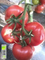 2017宁城西红柿现在订货有惊喜