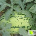 2016沾化西瓜抓住商机无限