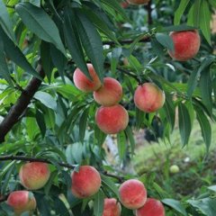 2016饶阳蜜桃值得出手