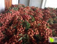 越南新鲜采摘荔枝大量出货柜