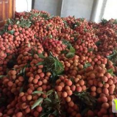 越南新鲜采摘荔枝大量出货柜