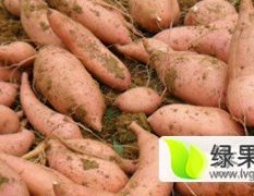 龙薯九大量上市