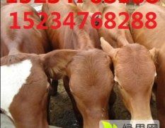 2016忻府肉牛价格波动不大