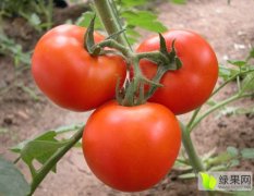 西红柿已上市，大批量供应。